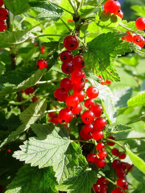 currants currant berries