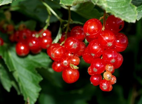 currants red fruit