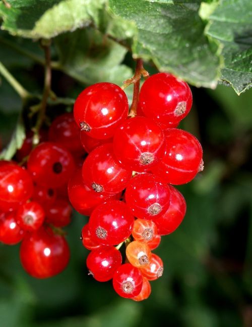 currants red soft fruit