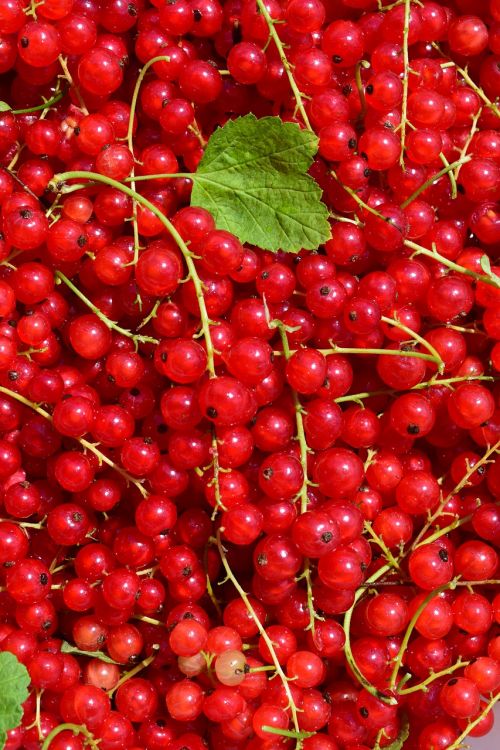 currants red red currant