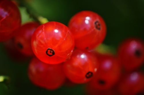 currants fruit berries