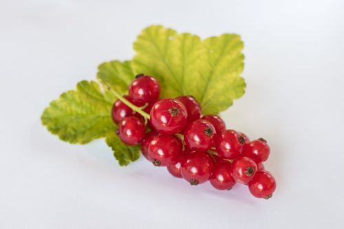 currants red summer healthy
