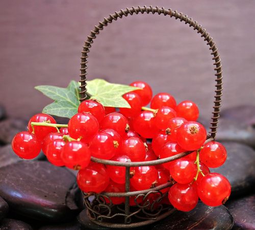 currants fruit red currant