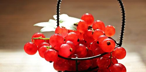 currants fruit red currant