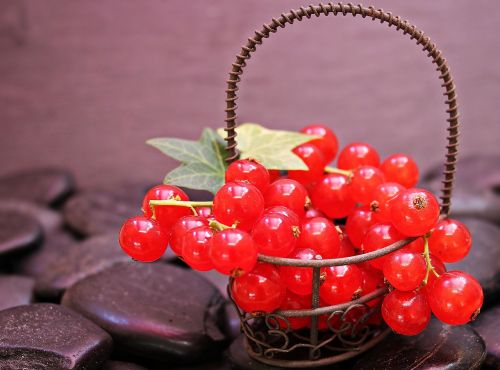 currants fruit red currant