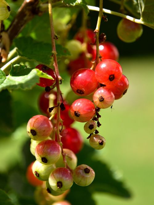 currants fruit close