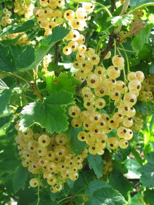 currants fruits summer