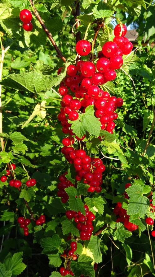 currants red currant red