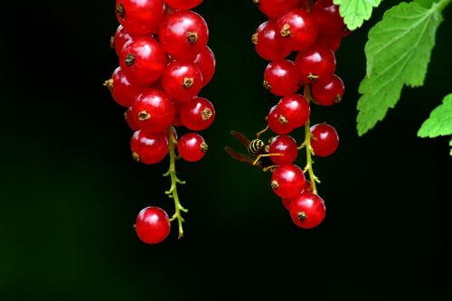 currants red red currant