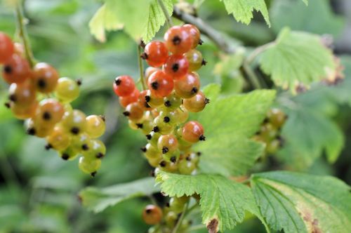 currants shrubs berries