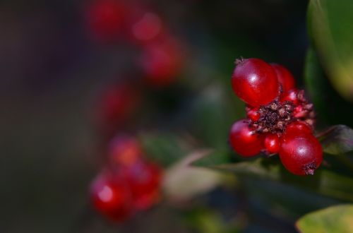 currants berries fruit