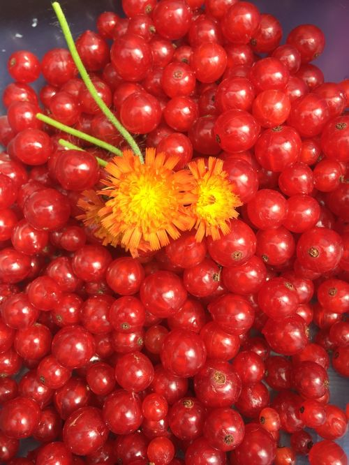 currants flower fruit