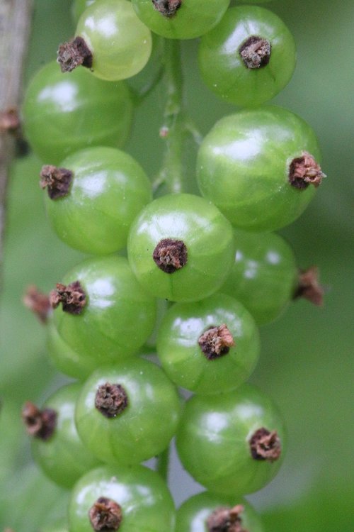 currants  fruit  small fruit