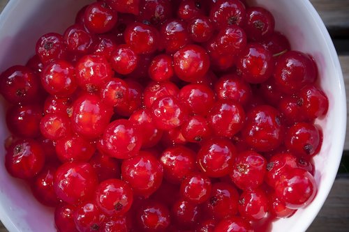 currants  fruits  red