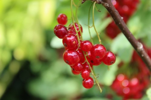 currants  fruit  red