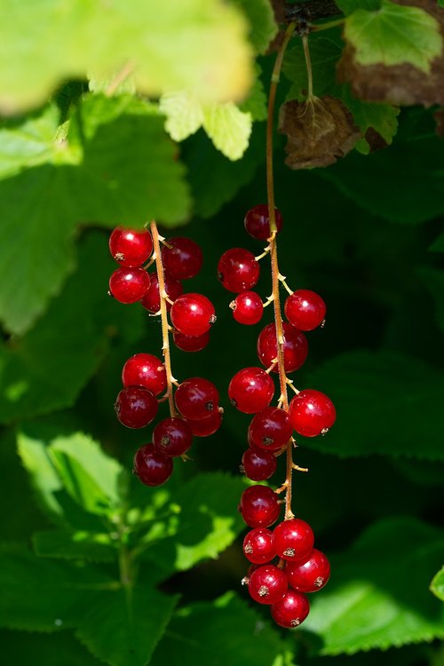 currants  red  red currants