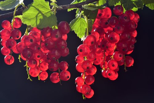 currants  red  fruit