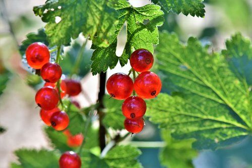 currants  berries  currant