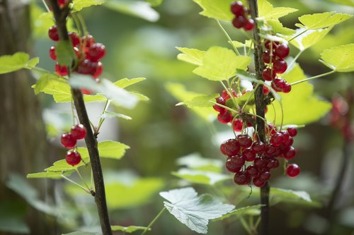 currants  berries  fruit