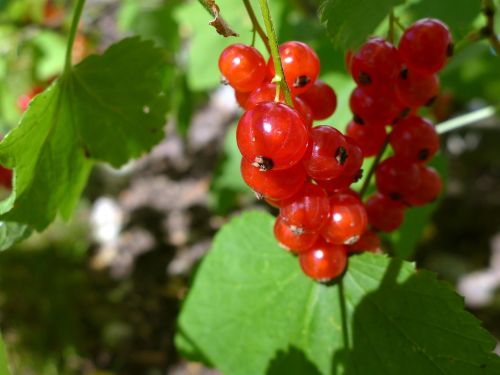 currants berries harvest time