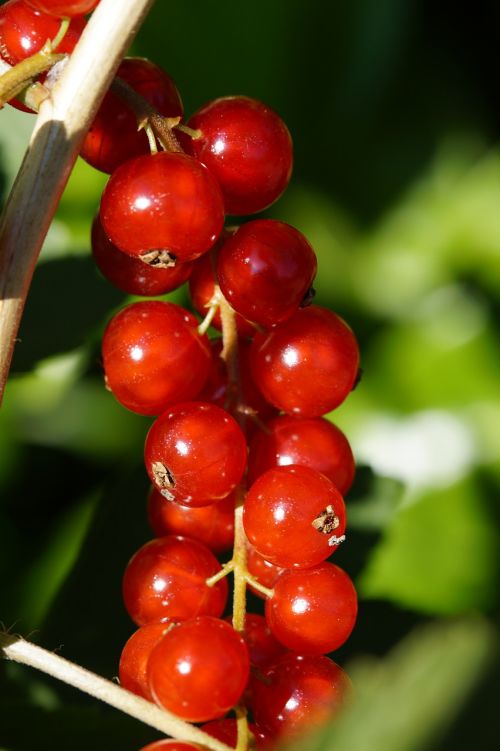 currants berries red