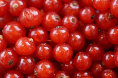 currants berries fruit