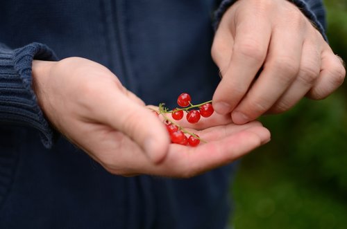 currants  berries  fruits