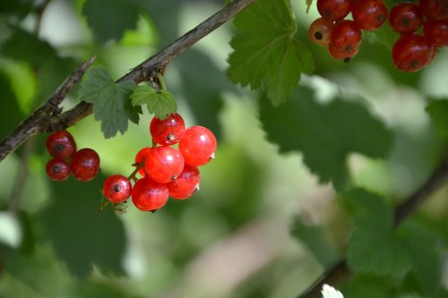 currants  red  berries