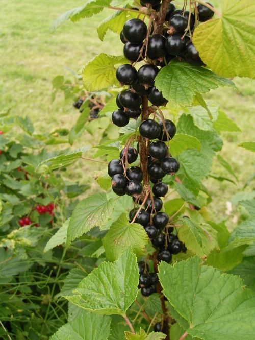 currants garden fruit