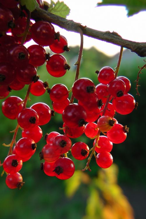 currants red berries