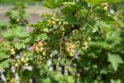 currants berries gün