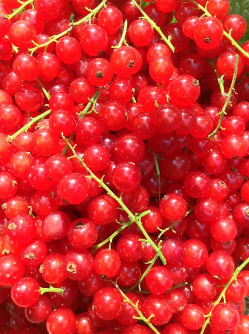 currants red green