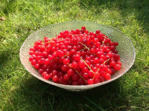 currants red about