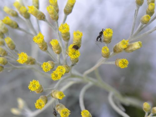 curry brush flowers yellow