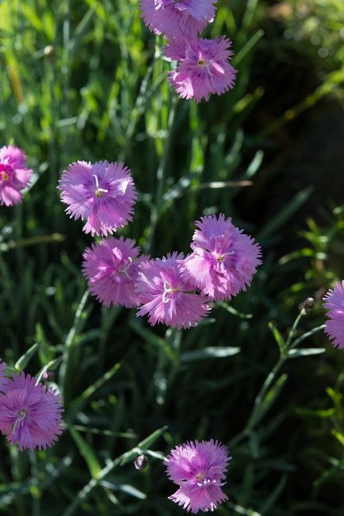 cushion flower pink flowers heather-clove