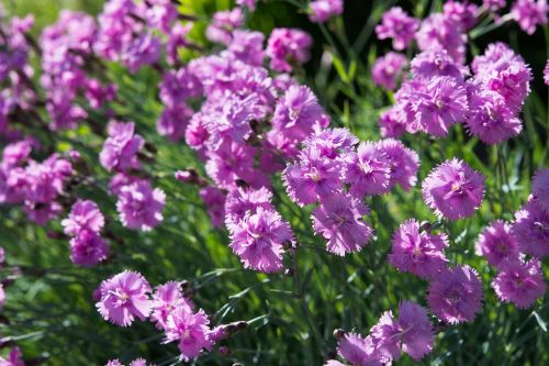 cushion flower pink flowers heather-clove