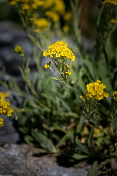 cushion flower  yellow  yellow flower