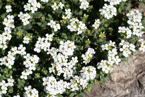 cushion flower  white  white flowers