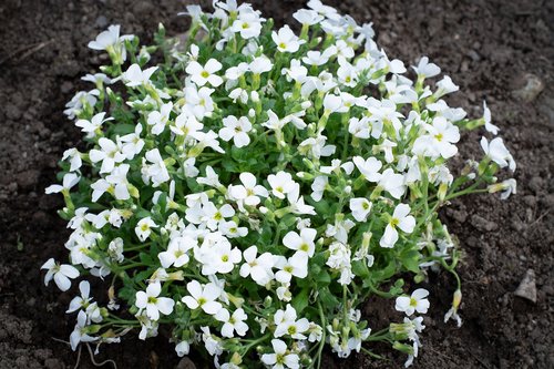 cushion flower  garden  flowers