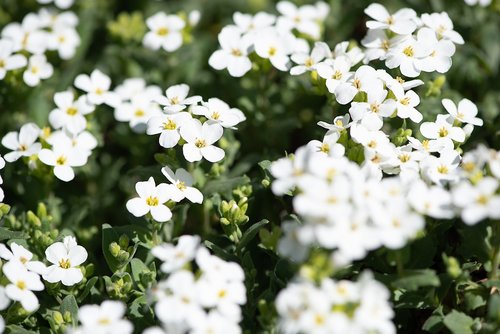 cushion flowers  white  white cushion flower