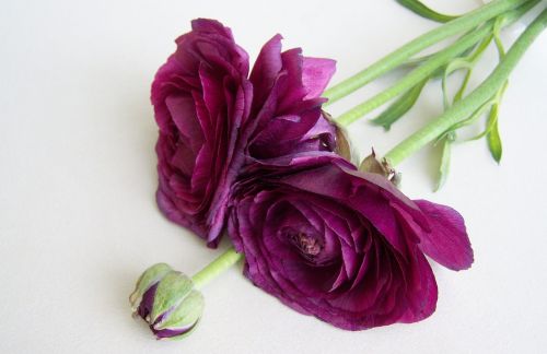 cut flower goldilocks purple color
