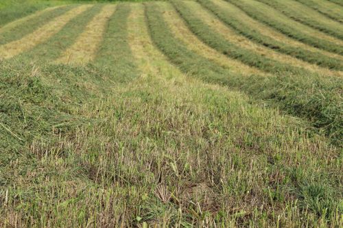Cut Hay Crop Farm Lines Harvest