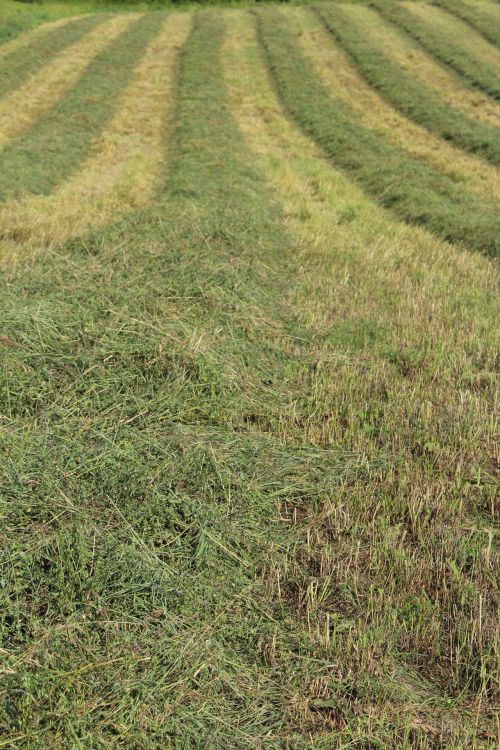 Cut Hay Crop Farm Lines Harvest