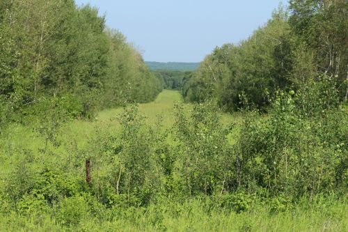 Cut Line Bush Trees