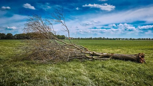 cut tree  nature  landscape