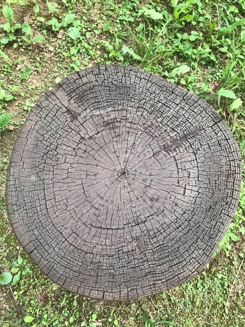 cut trees  annual zone  circle