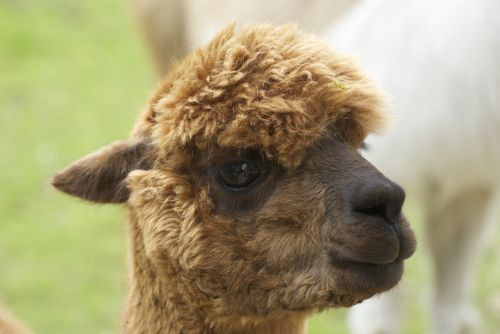 cute young alpaca