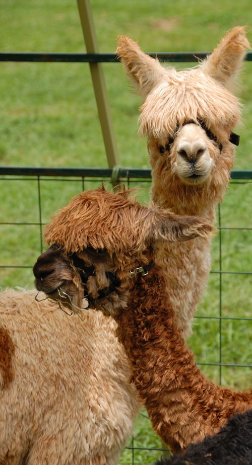 cute alpacas animal