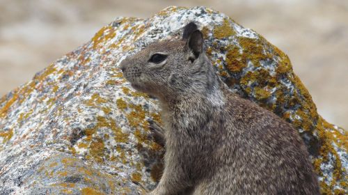 cute squirrel looking