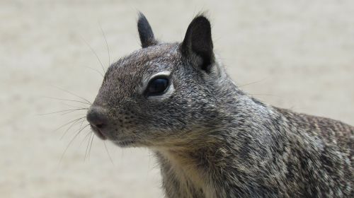 cute squirrel looking